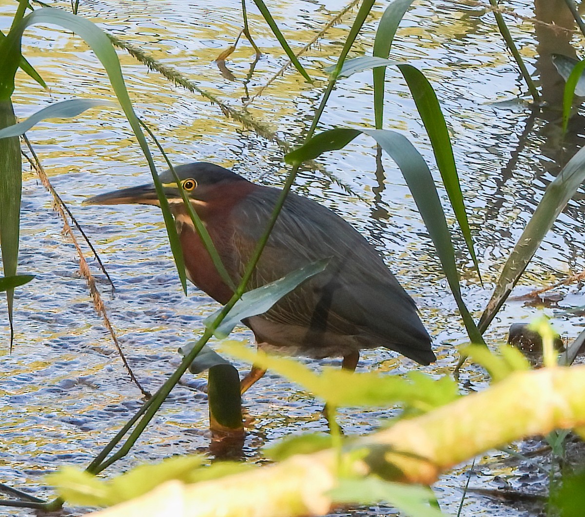 Héron vert - ML645424132