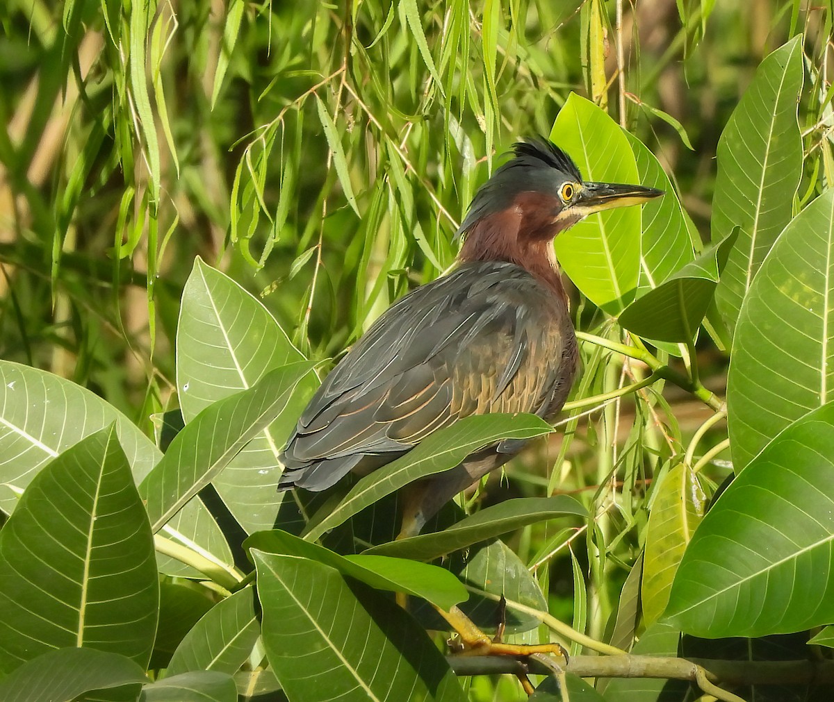 Héron vert - ML645424135