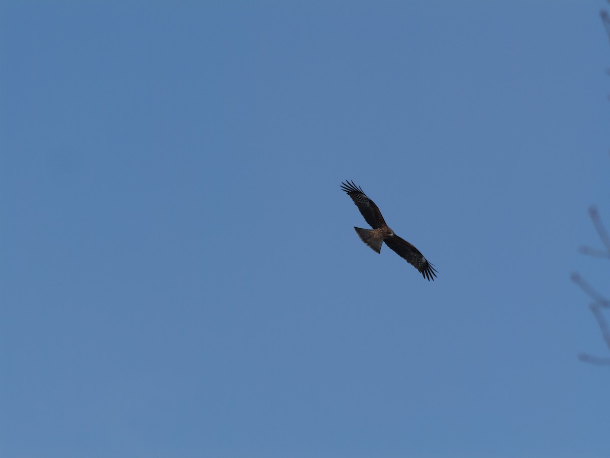 Black Kite - ML645424137