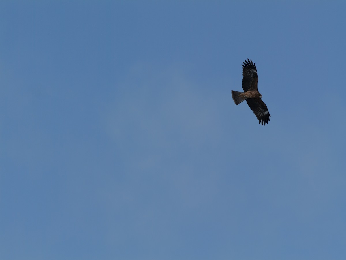 Black Kite - ML645424139