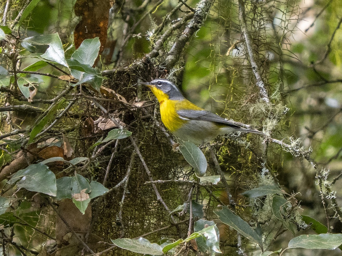 Crescent-chested Warbler - ML645424141