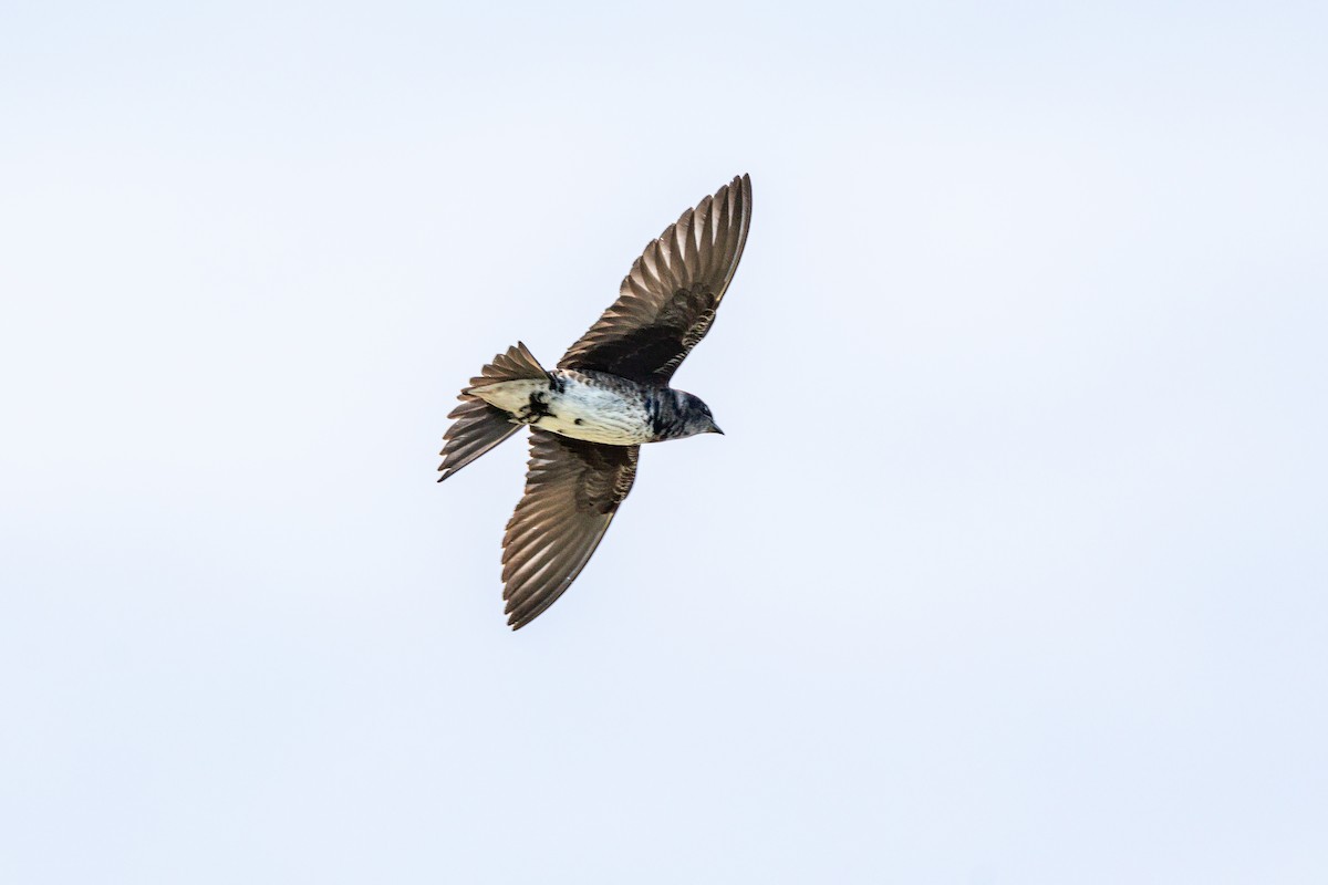 Большая ласточка - ML645424142