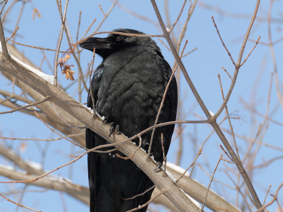 Large-billed Crow - ML645424143