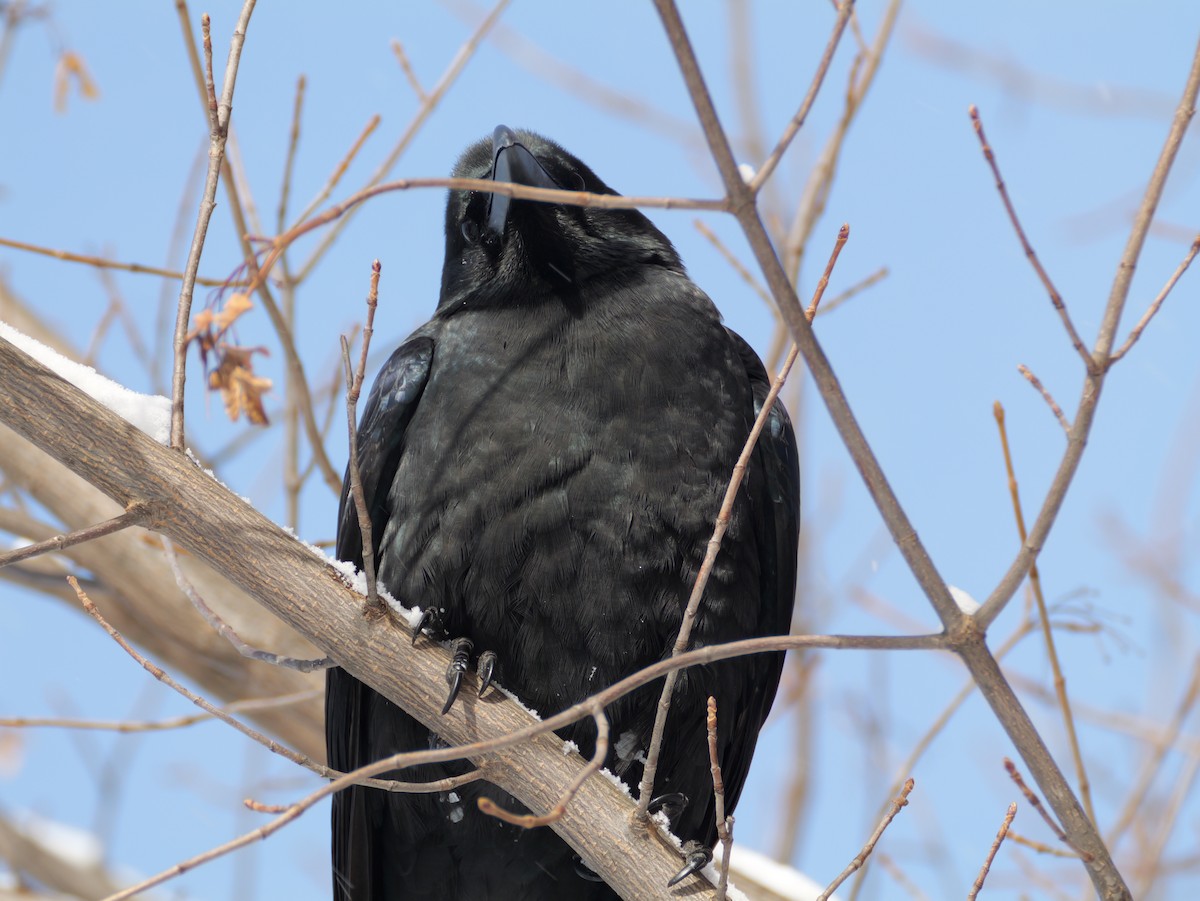 Large-billed Crow - ML645424144
