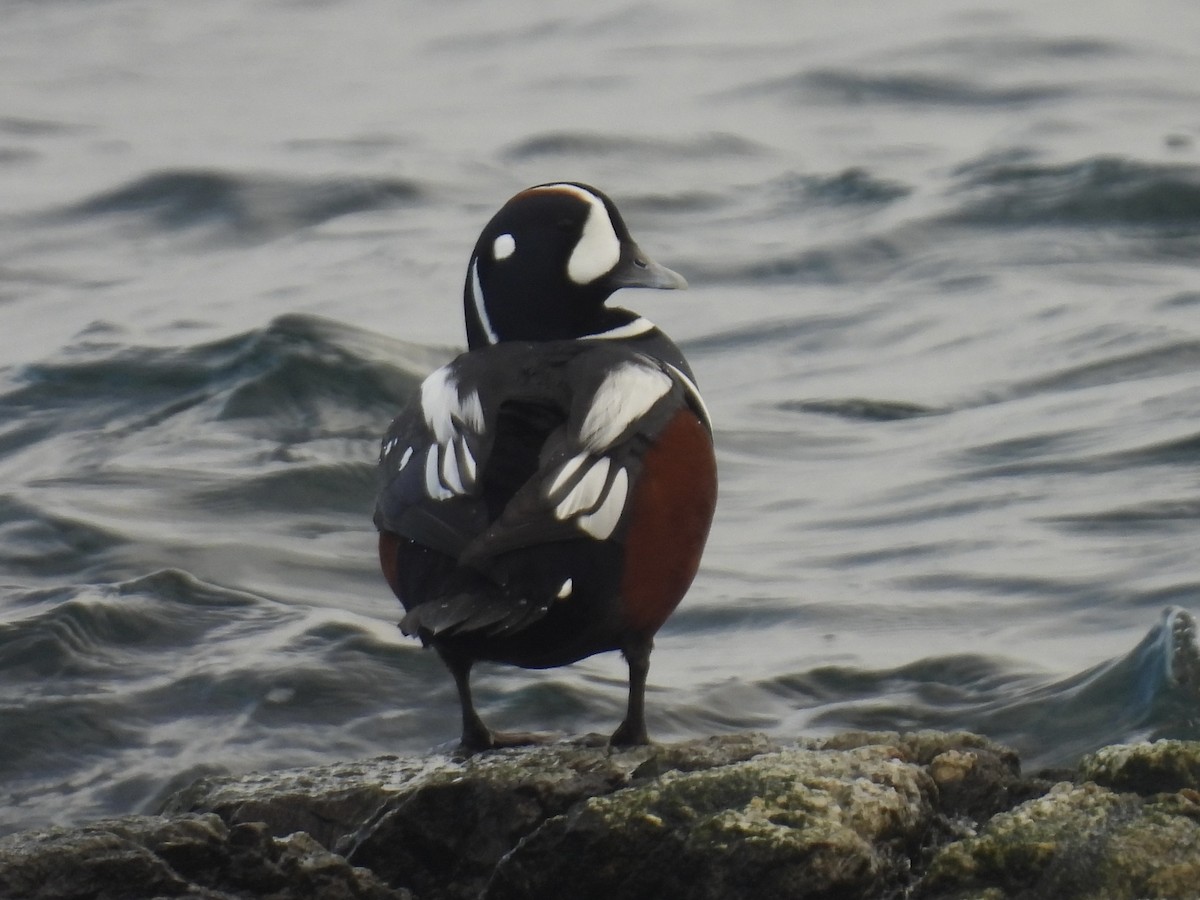 Harlequin Duck - ML645424149