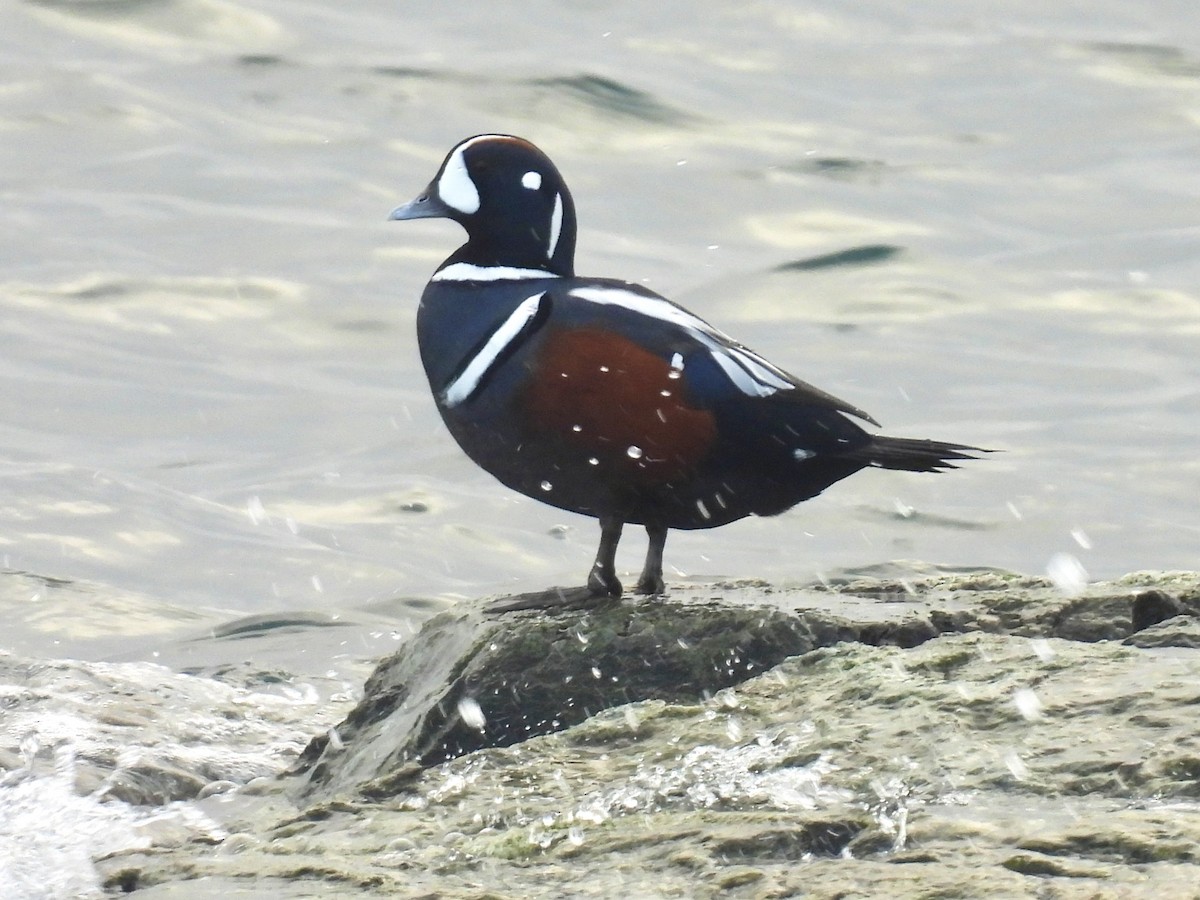 Harlequin Duck - ML645424150