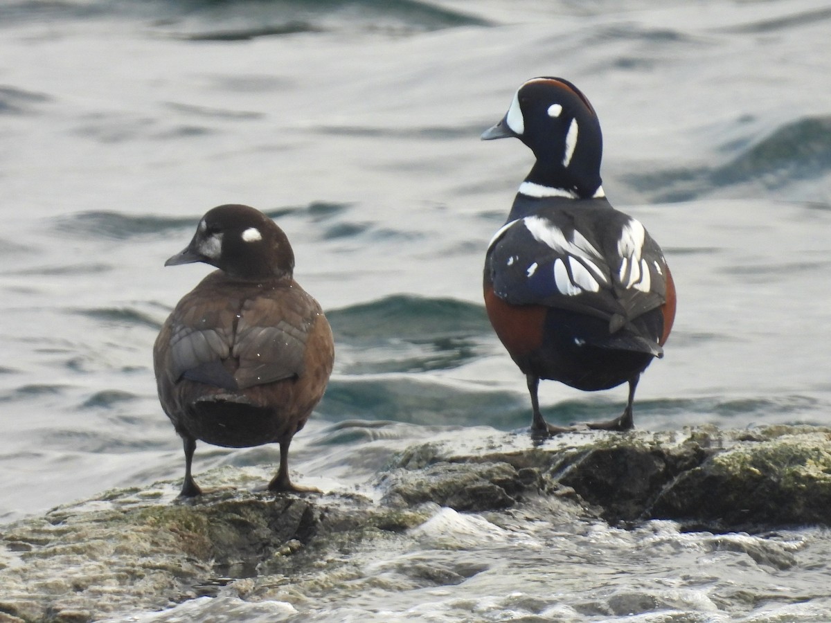 Harlequin Duck - ML645424151