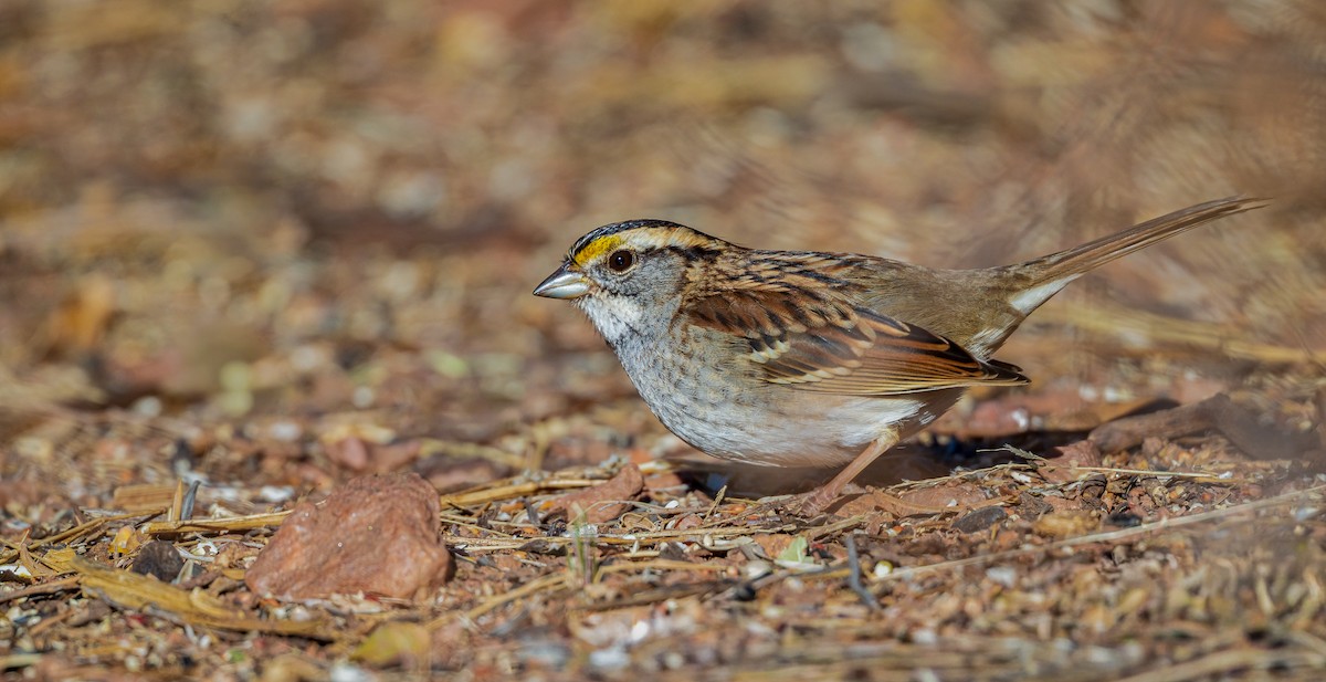 White-throated Sparrow - ML645424159