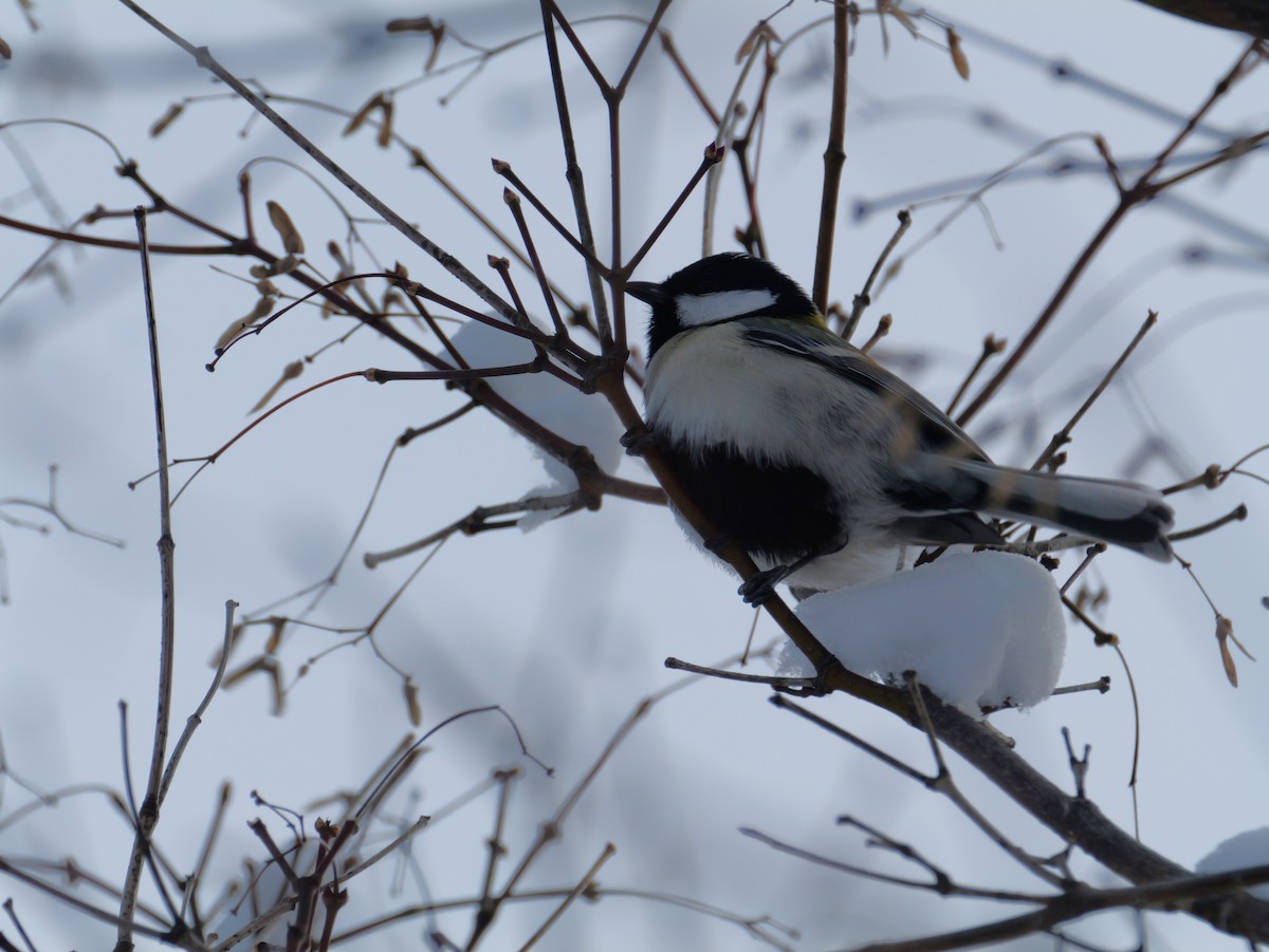 Asian Tit - ML645424160