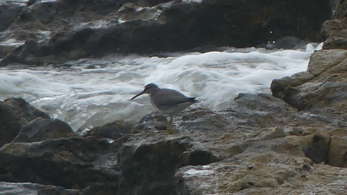 キアシシギ - ML645424161