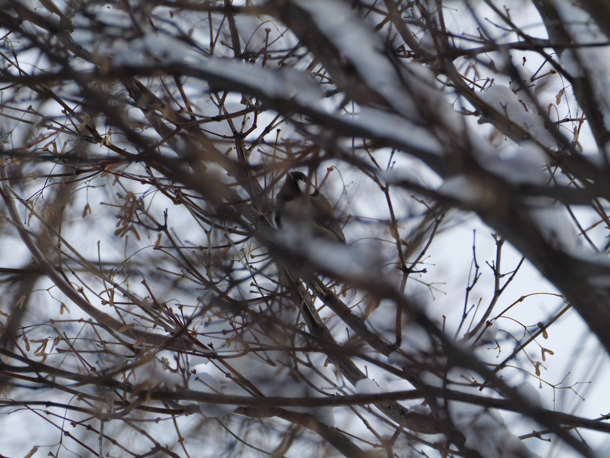Asian Tit - ML645424162