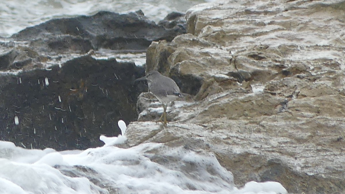 キアシシギ - ML645424163