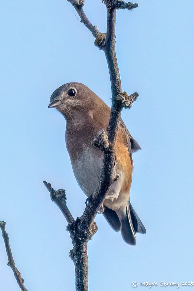 Azulejo Oriental - ML645424166