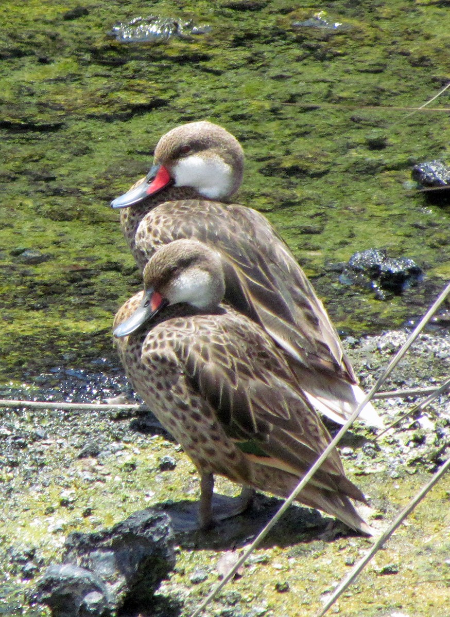 Bahamaente - ML645424167