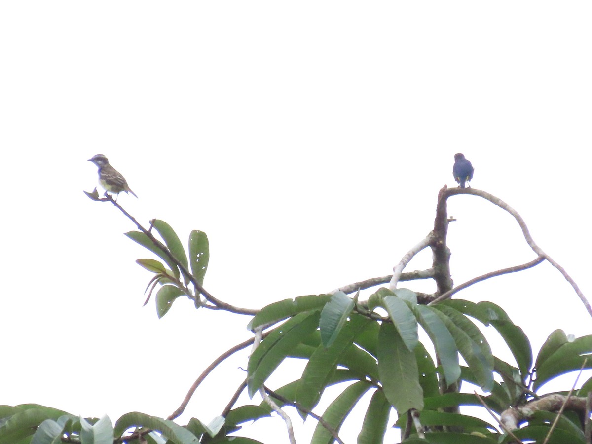 Piratic Flycatcher - ML645424169