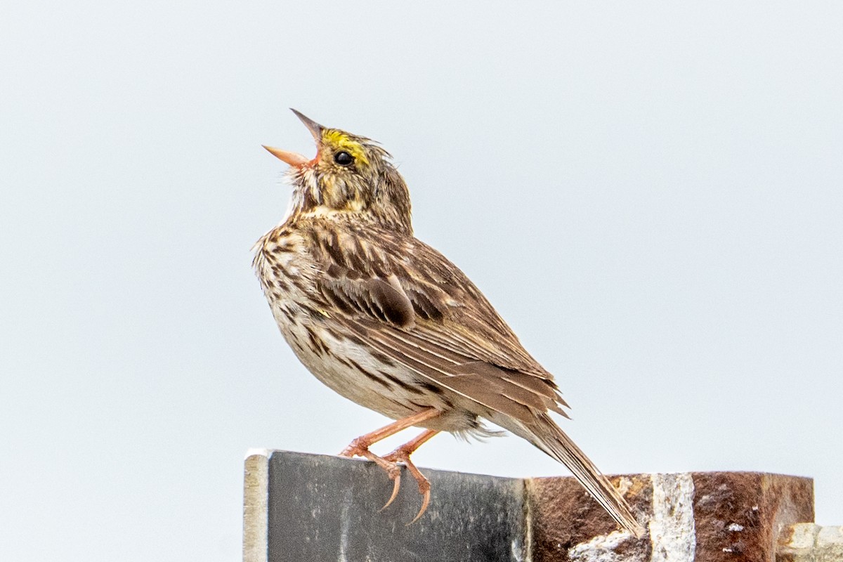 Пасовник савановий - ML645424172