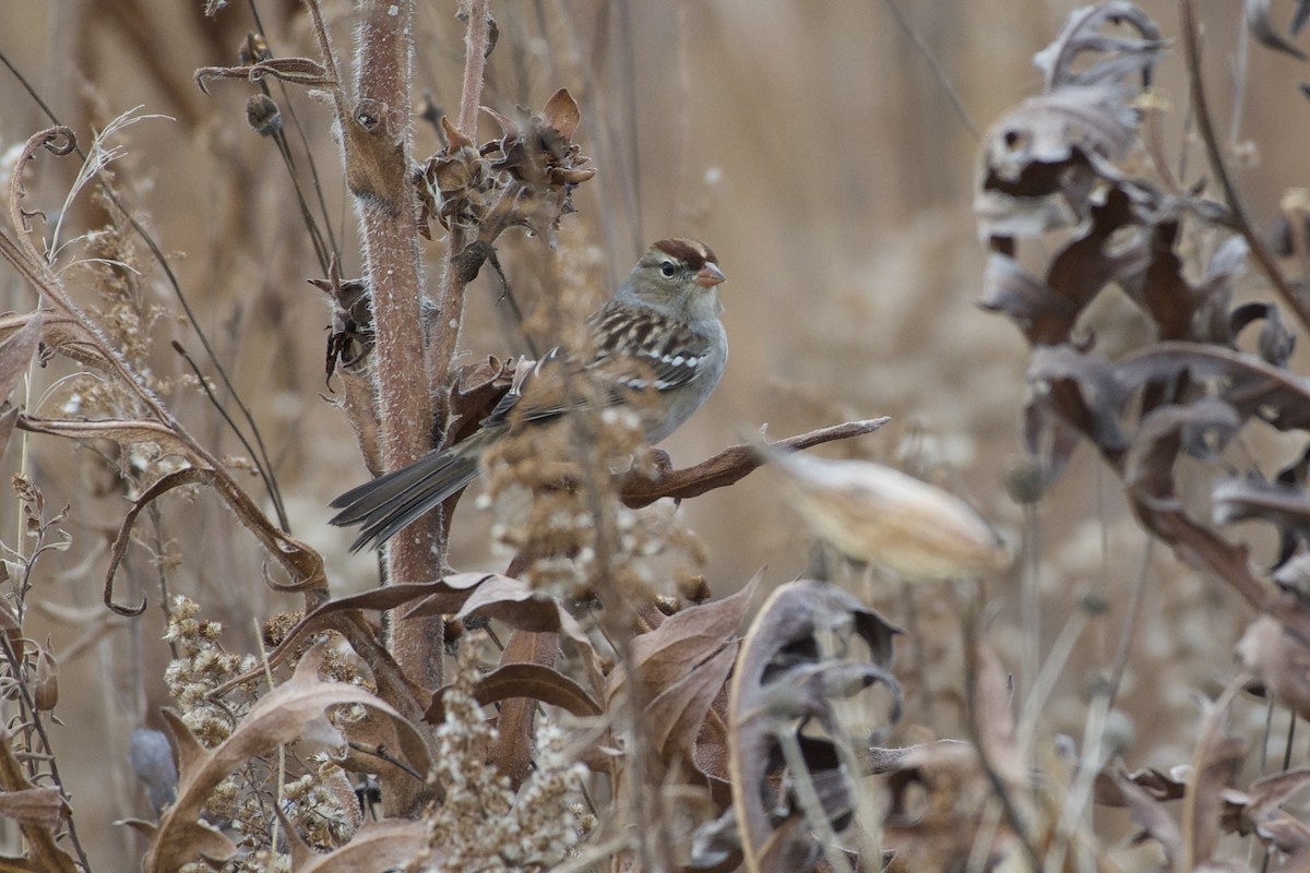 White-crowned Sparrow - ML645424175