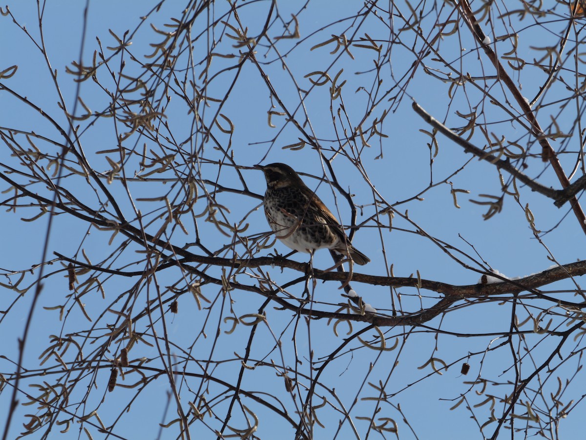 Dusky Thrush - ML645424176