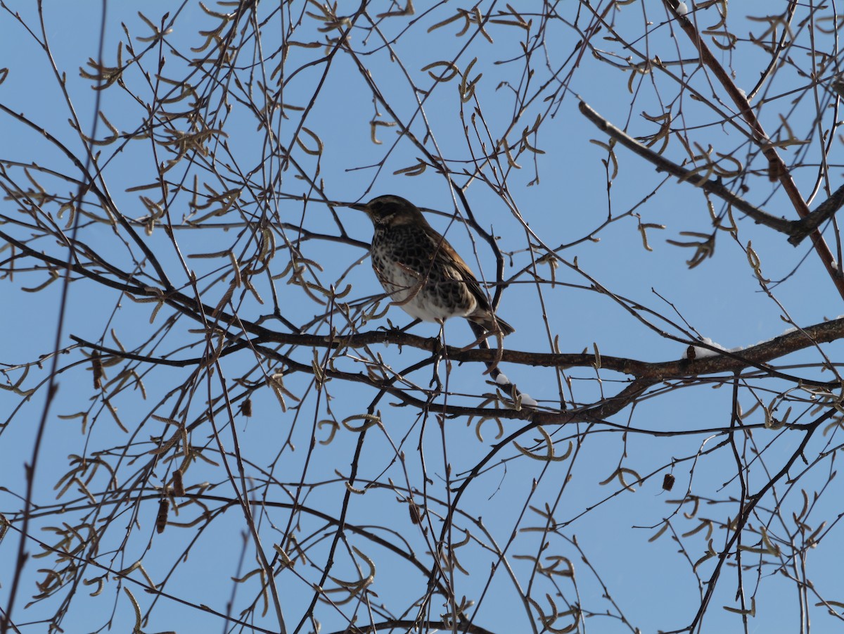 Dusky Thrush - ML645424177