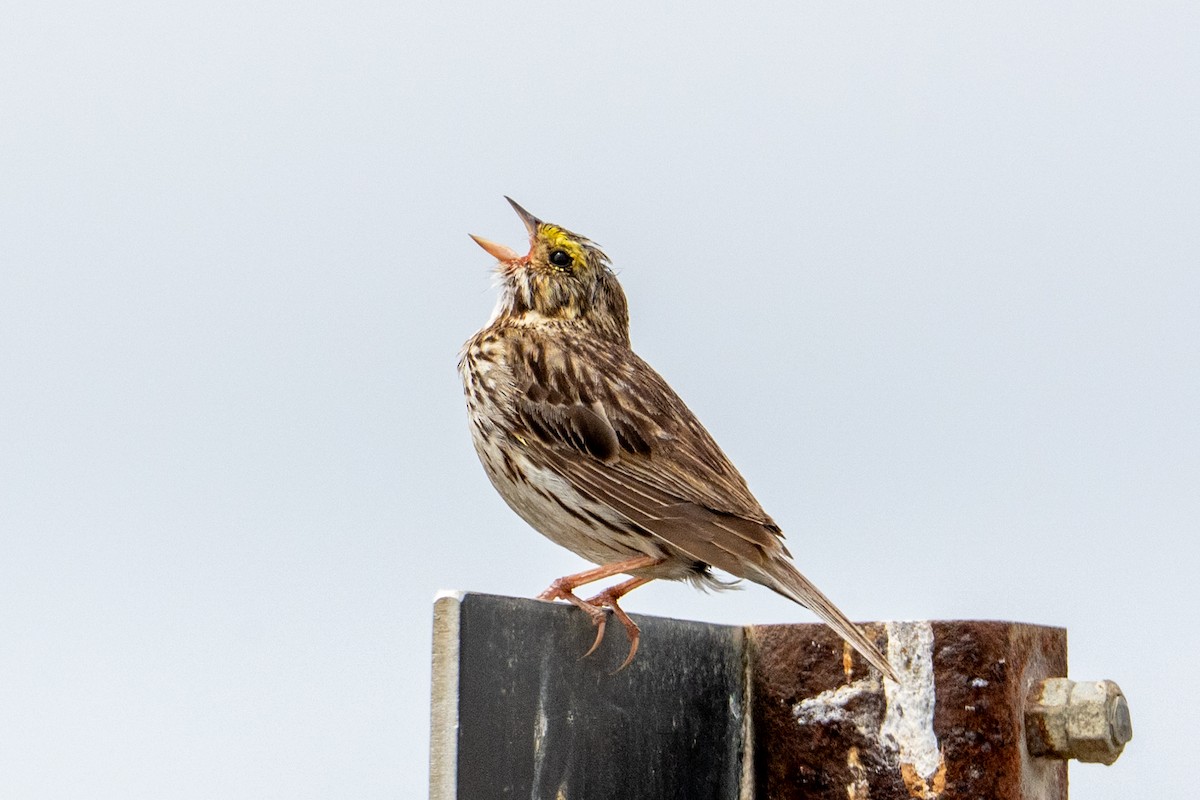 Пасовник савановий - ML645424182