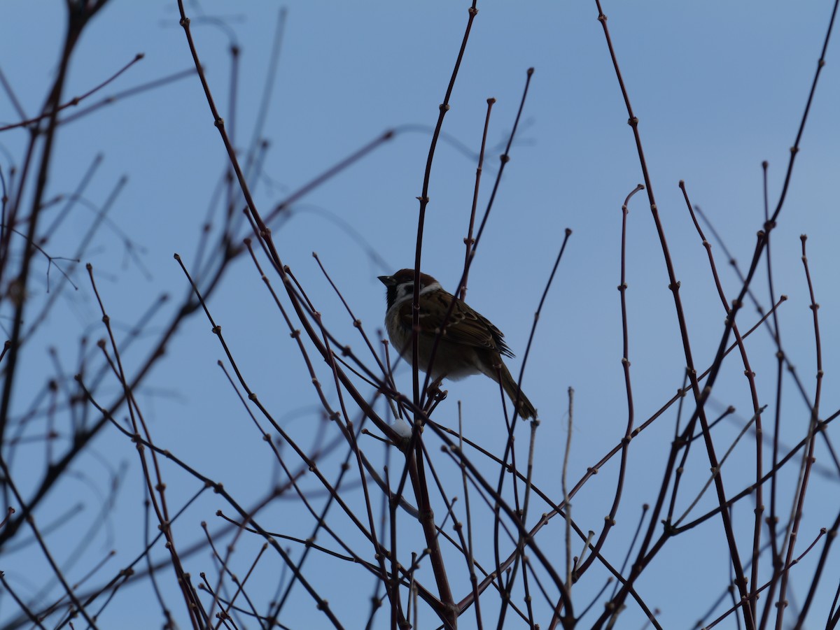 Eurasian Tree Sparrow - ML645424185