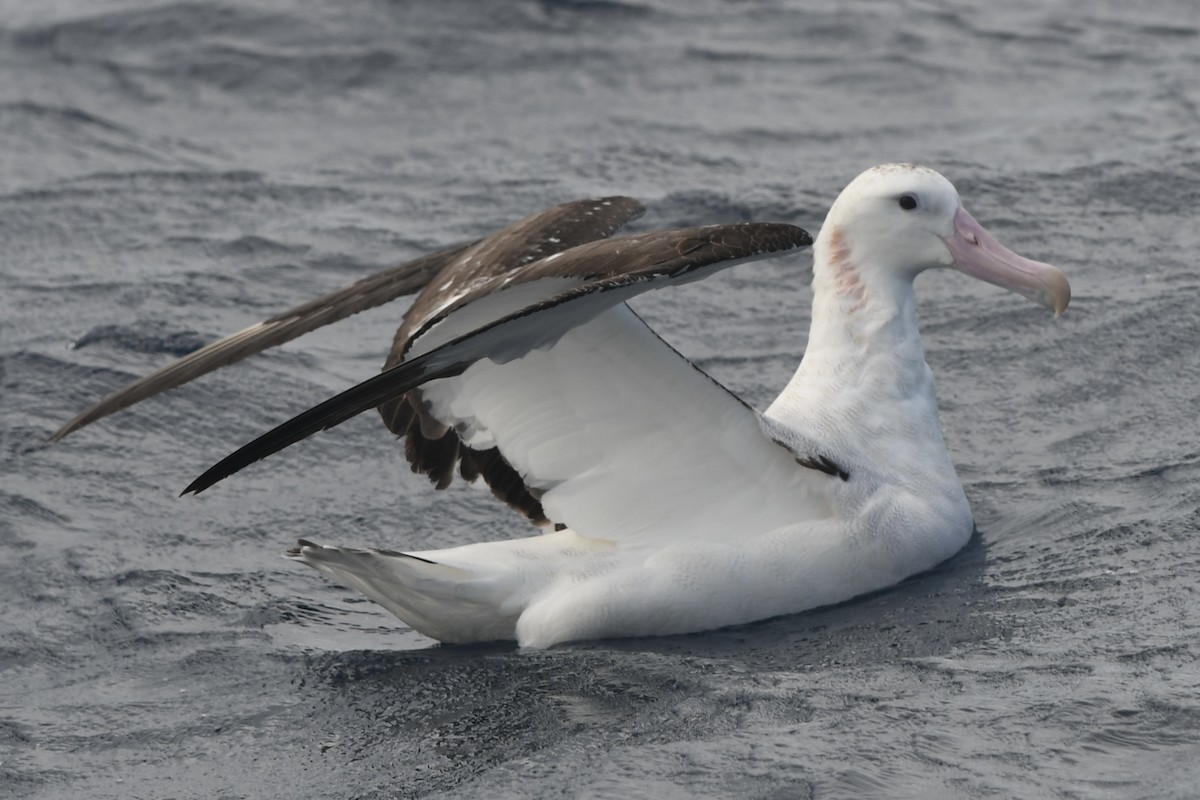 Antipodean Albatross (Gibson's) - ML645424189