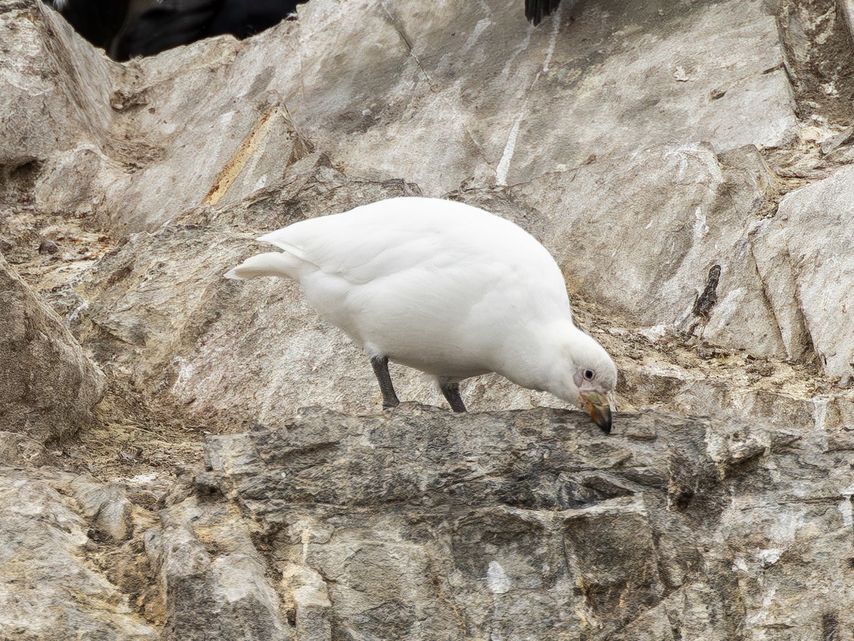 Snowy Sheathbill - ML645424196