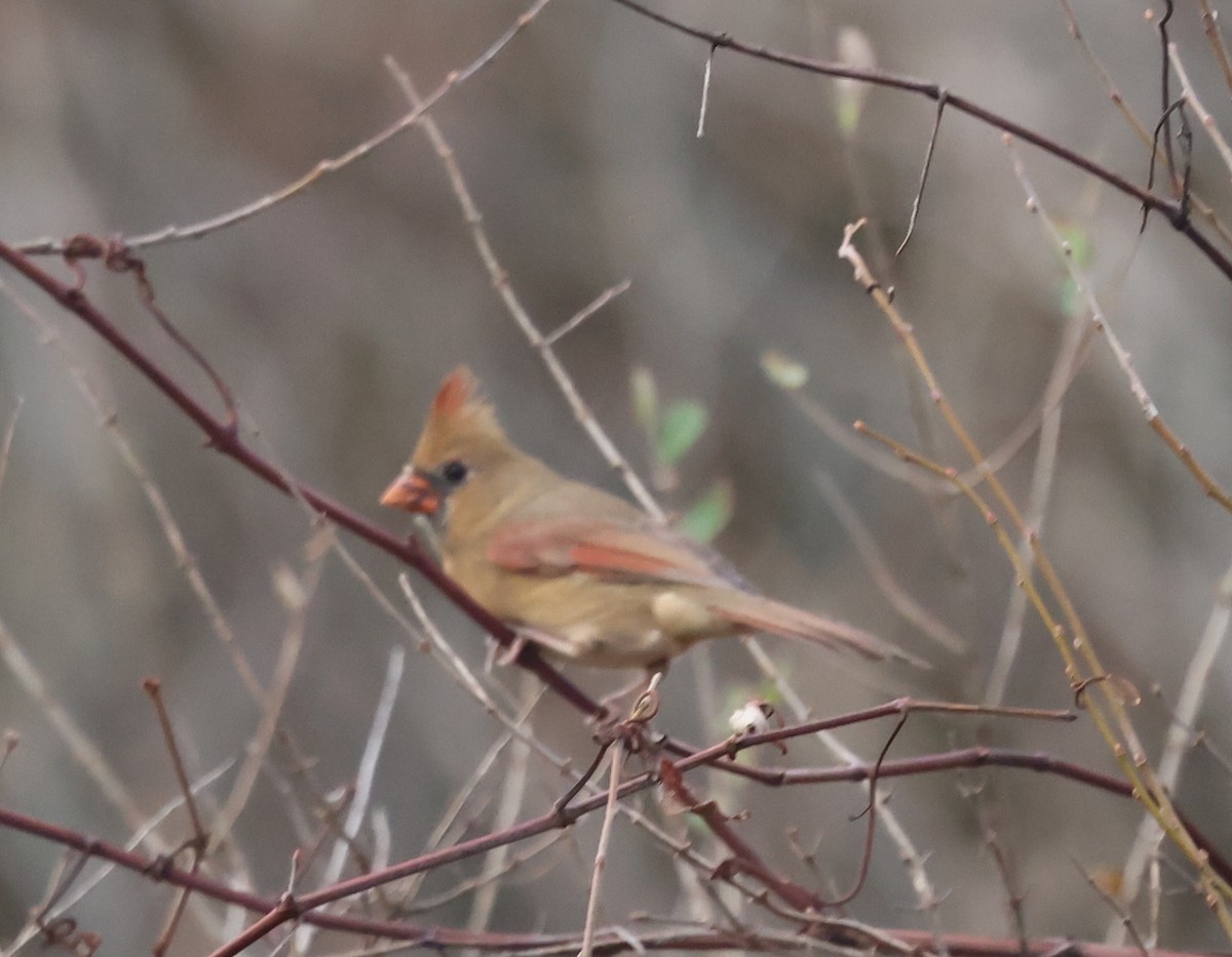 Northern Cardinal - ML645424208