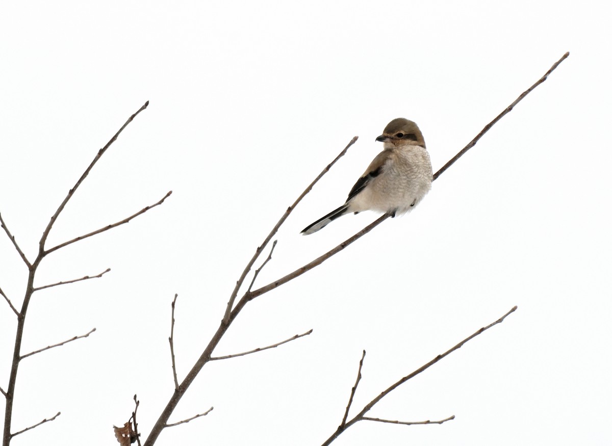 ťuhýk severní - ML645424211