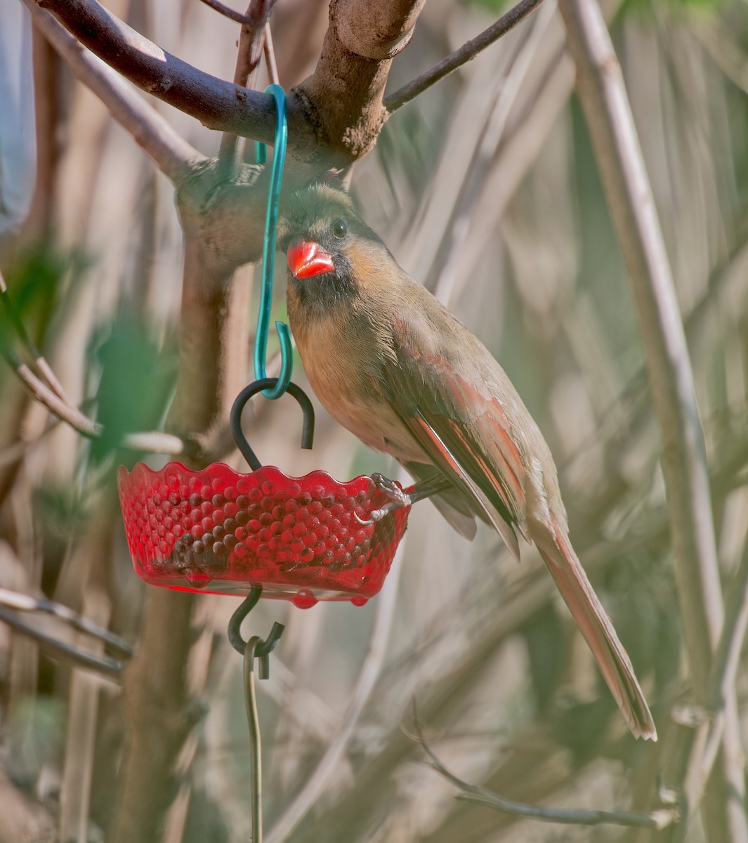 Northern Cardinal - ML645424223