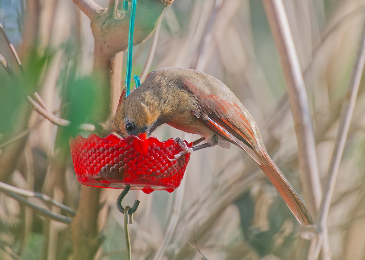 Northern Cardinal - ML645424224