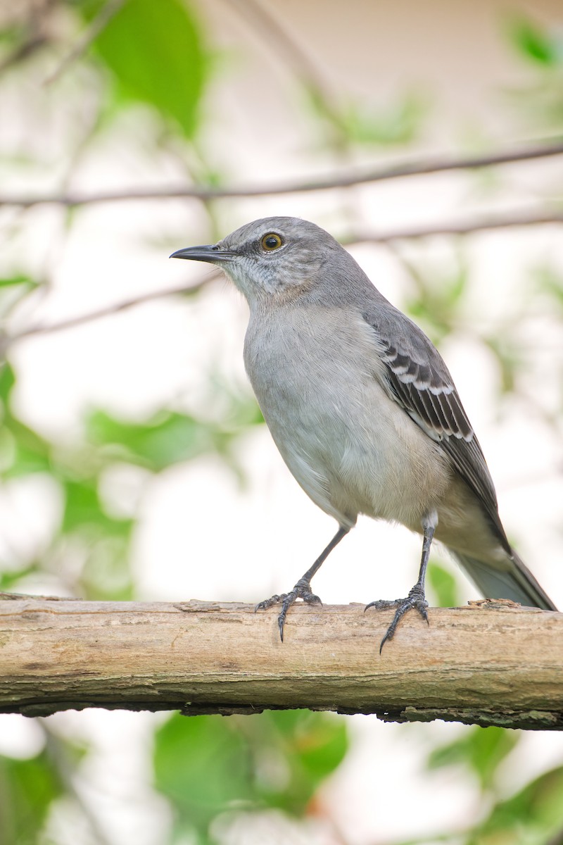חקיינית צפונית - ML645424233