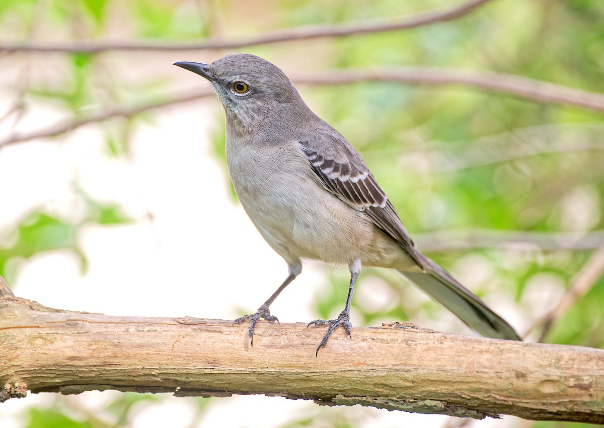 חקיינית צפונית - ML645424234