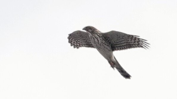 Cooper's Hawk - ML645424240