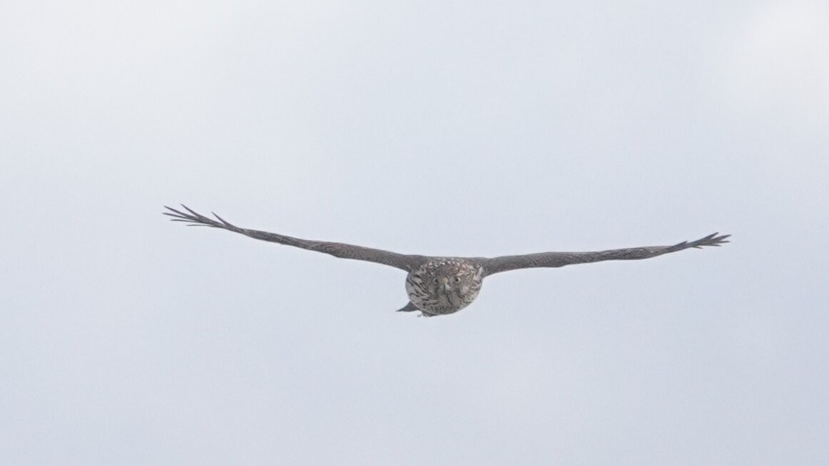 Cooper's Hawk - ML645424242