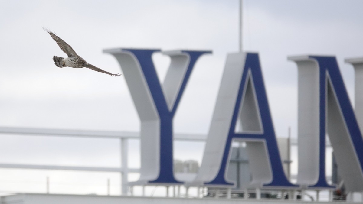 Cooper's Hawk - ML645424243