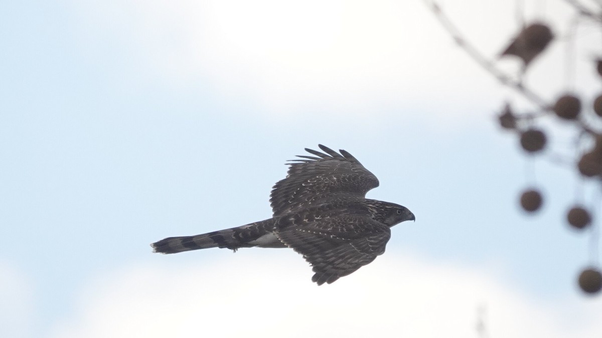 Cooper's Hawk - ML645424244