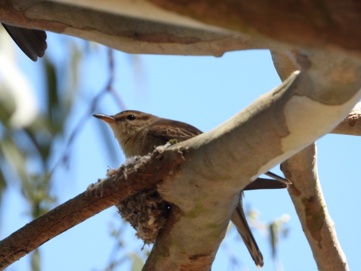Оругеро австралійський - ML645424251