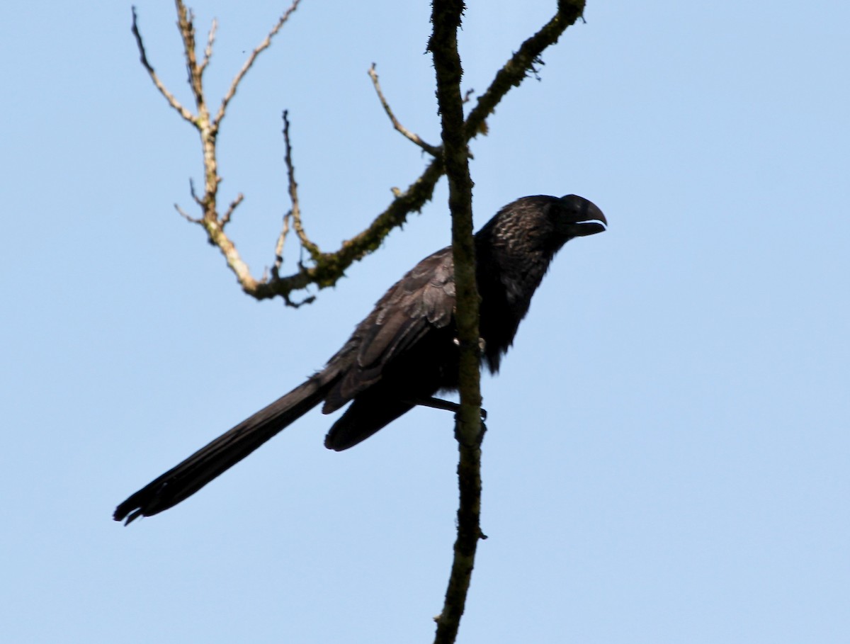 Smooth-billed Ani - ML645424256