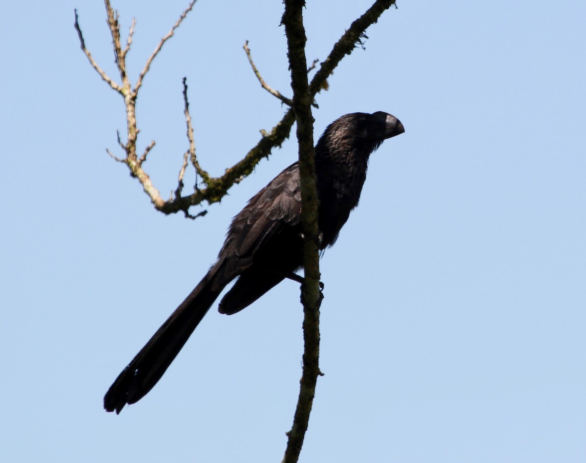 Smooth-billed Ani - ML645424257