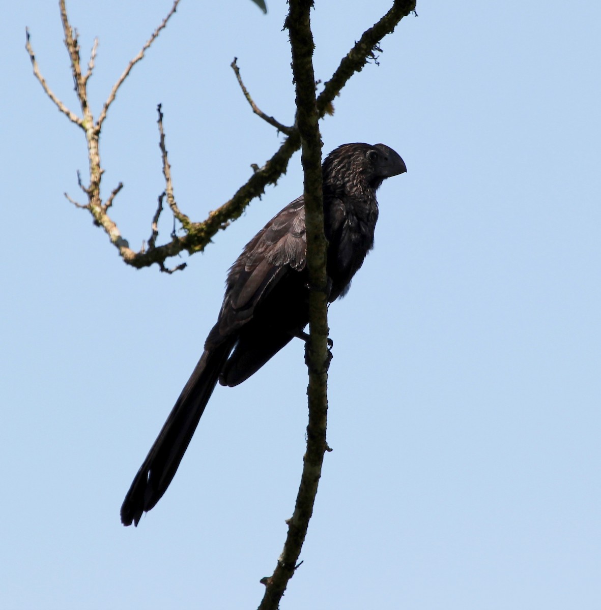 Smooth-billed Ani - ML645424258