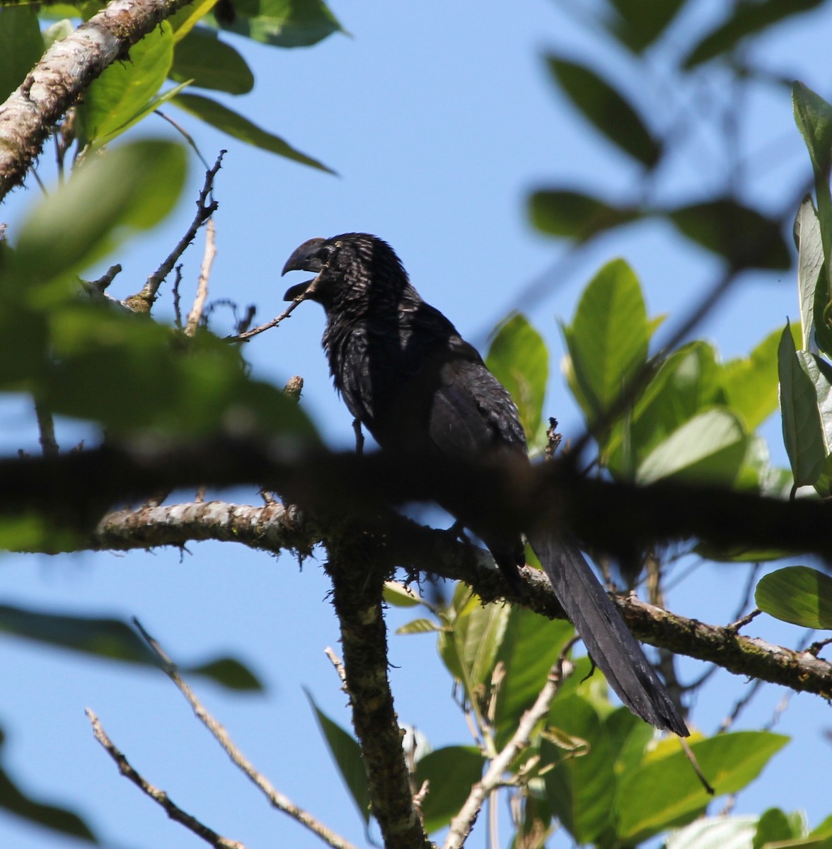 Smooth-billed Ani - ML645424259