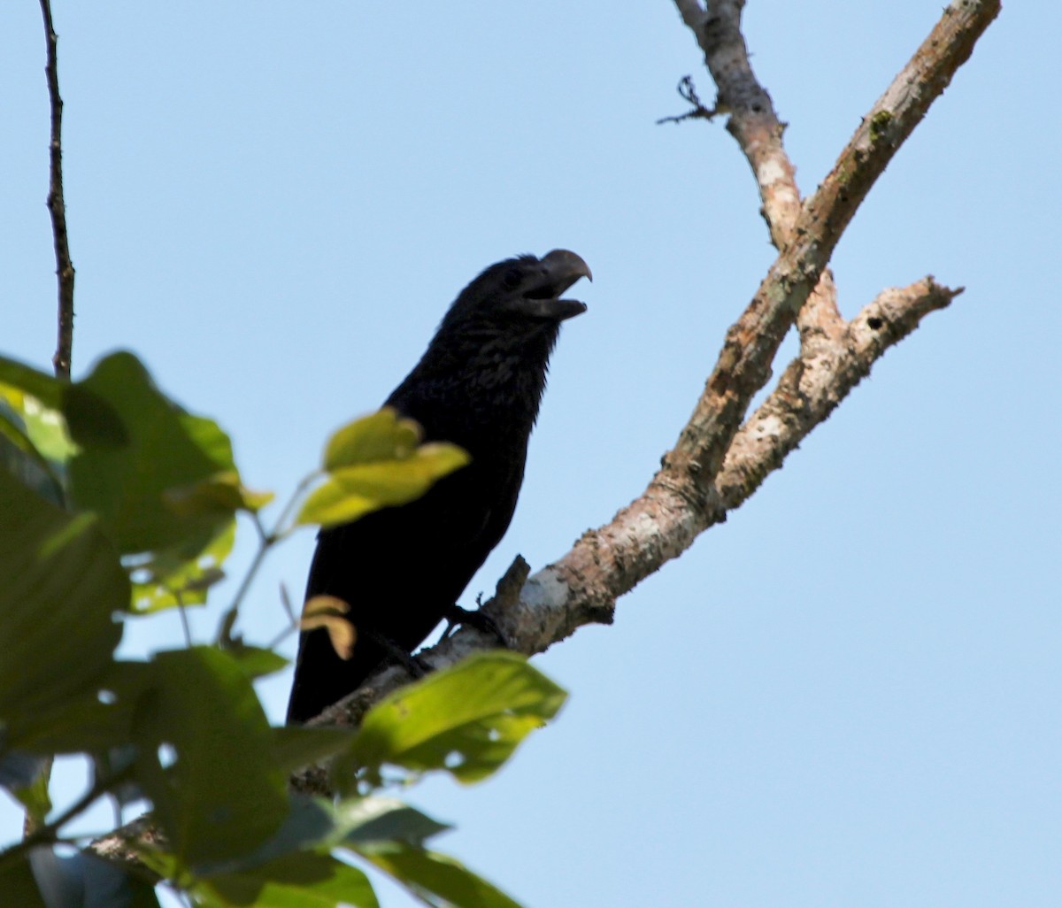 Smooth-billed Ani - ML645424260