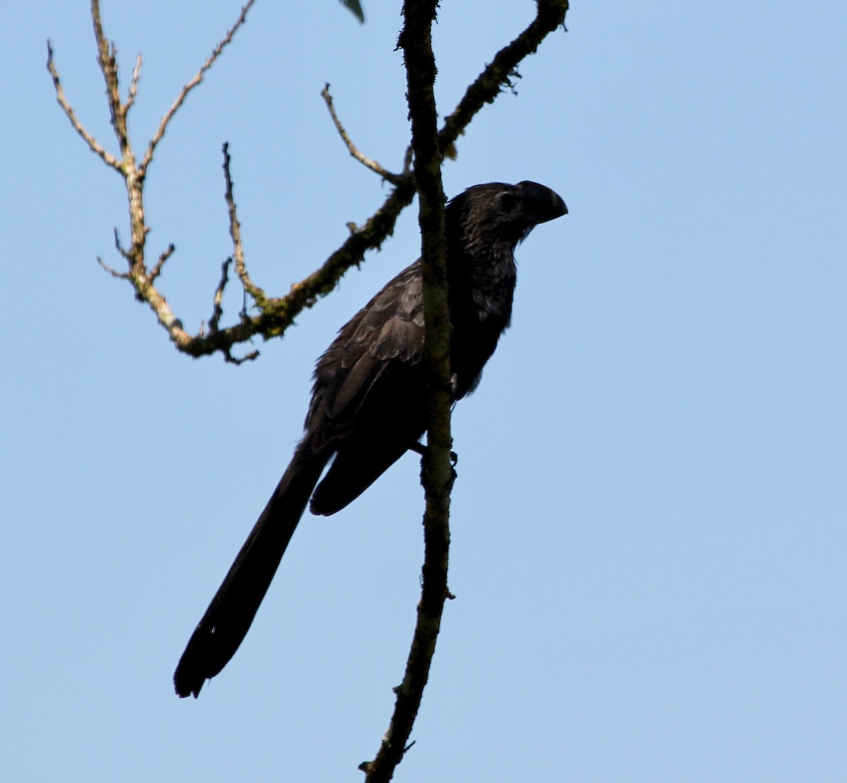 Smooth-billed Ani - ML645424261