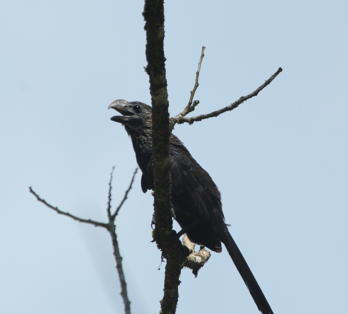 Smooth-billed Ani - ML645424263