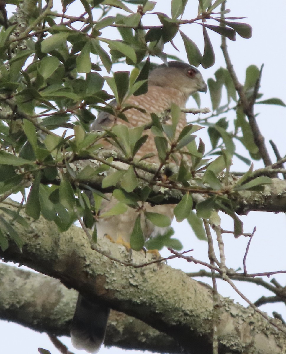 Cooper's Hawk - ML645424266