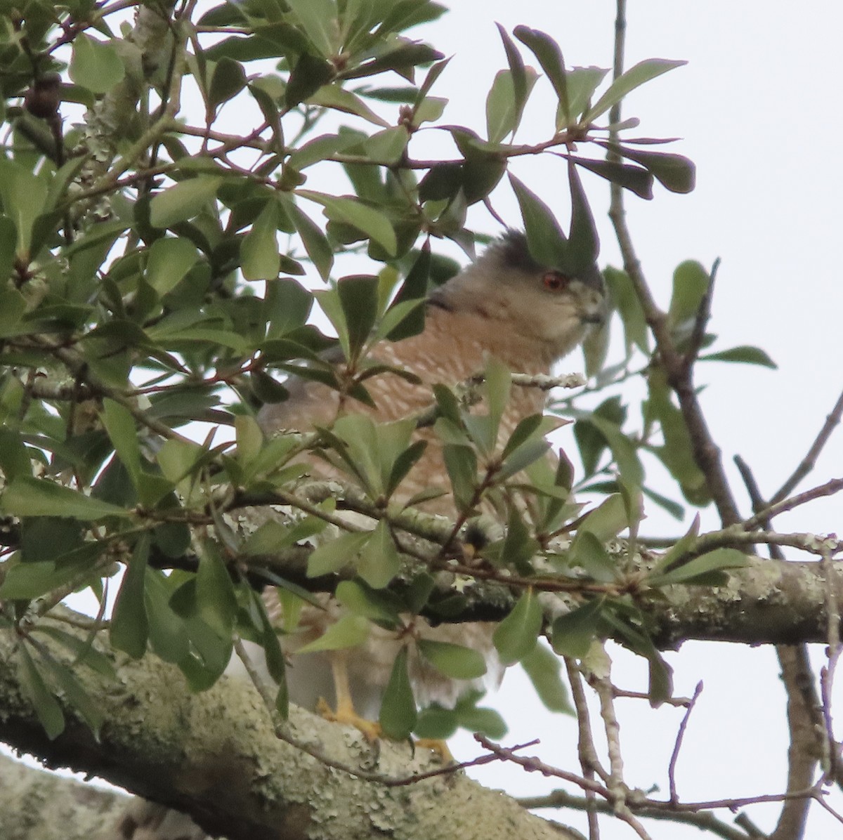 Cooper's Hawk - ML645424267
