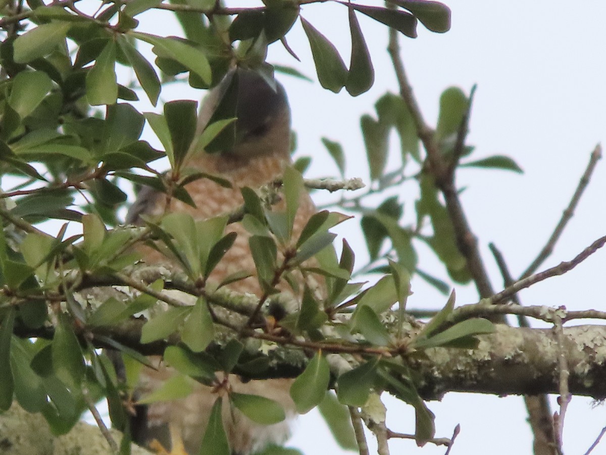Cooper's Hawk - ML645424268