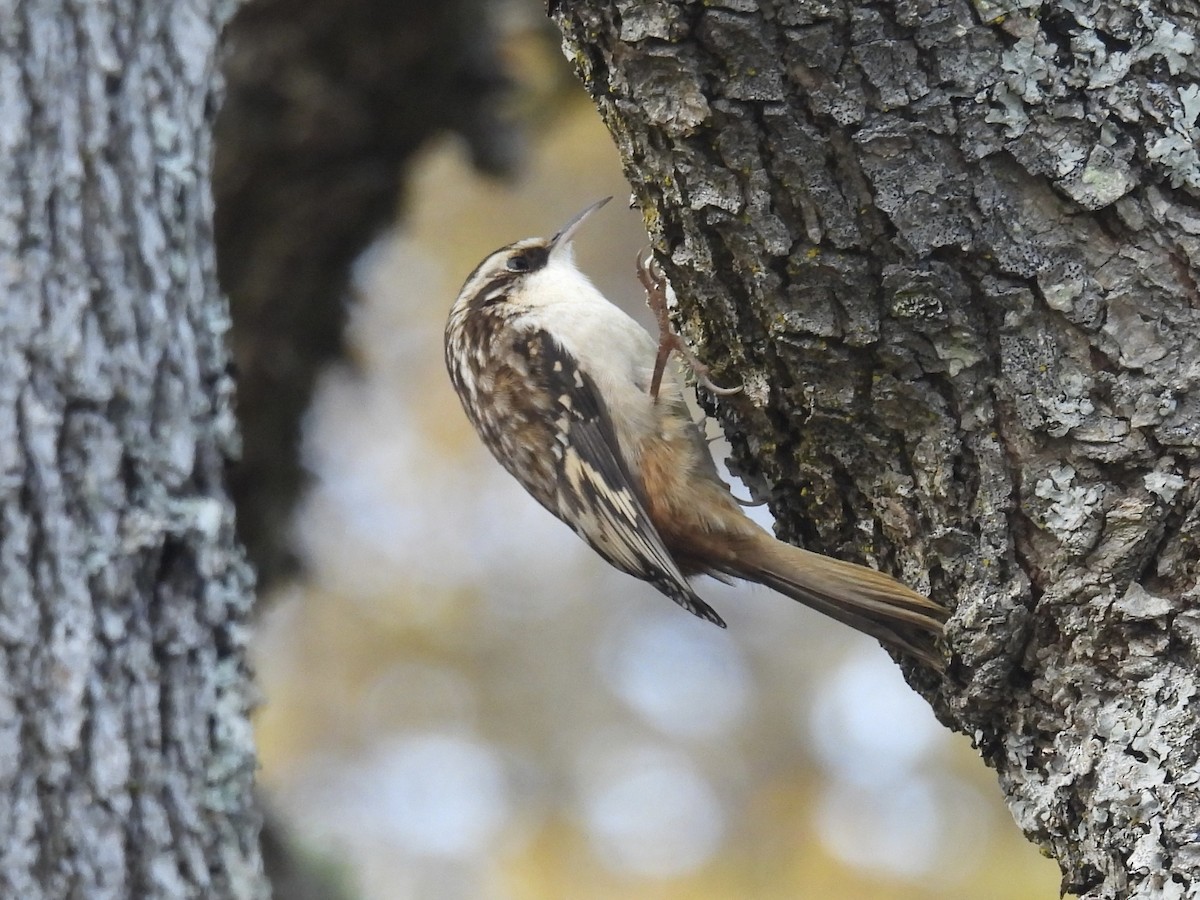 Brown Creeper - ML645424276