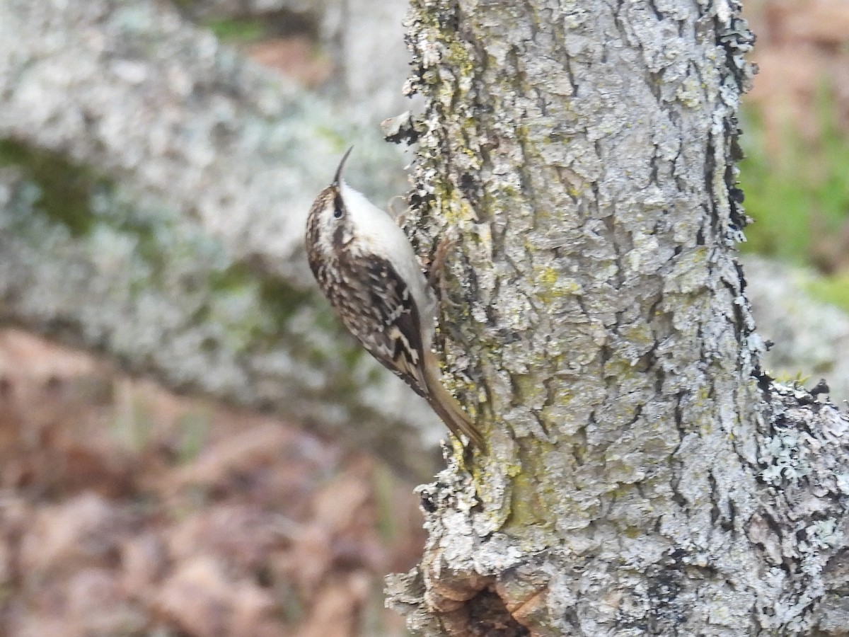 Brown Creeper - ML645424277